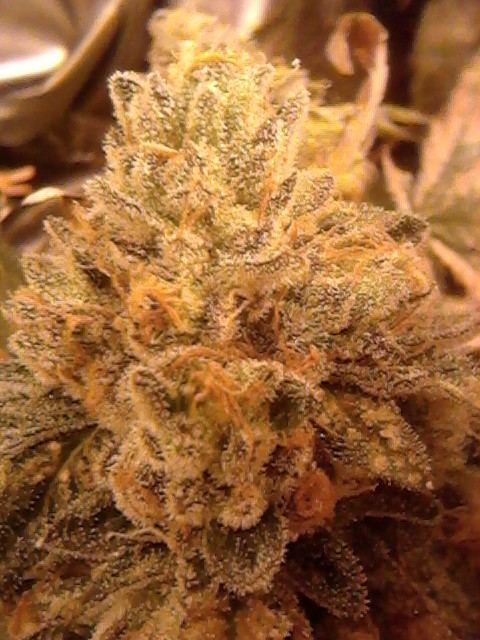 Gsc44