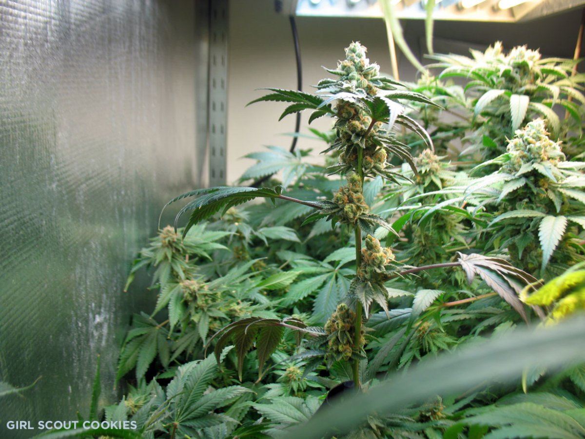 Gsc5