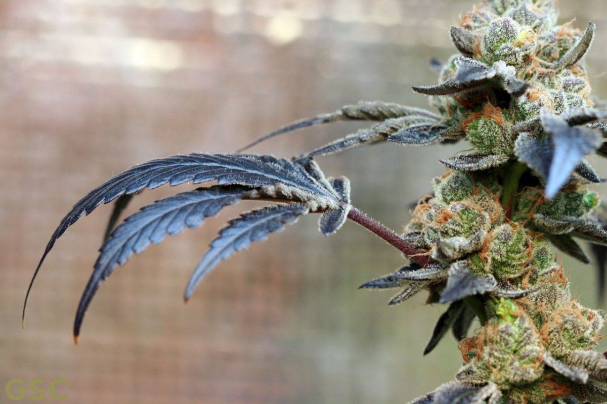 GSC5