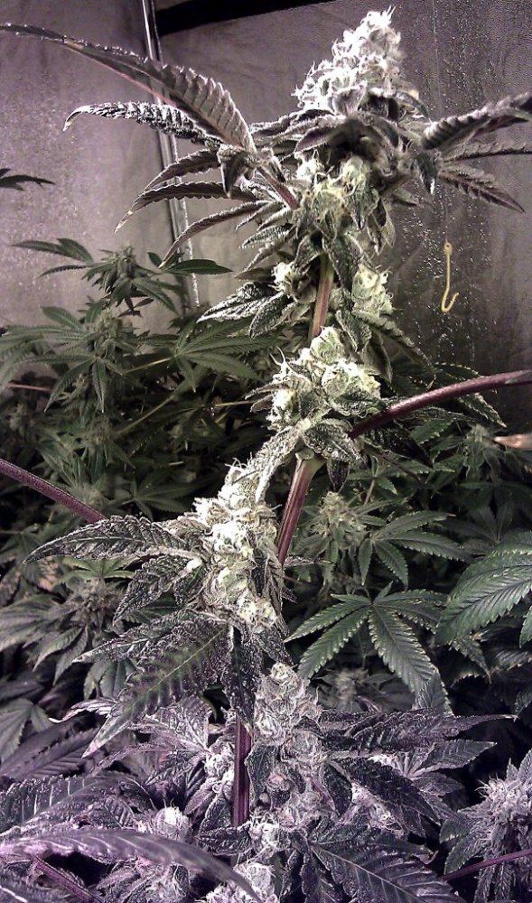 GSC5