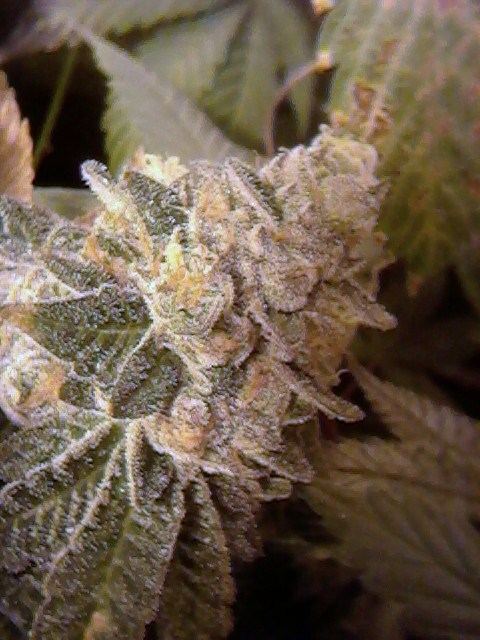 GSC5