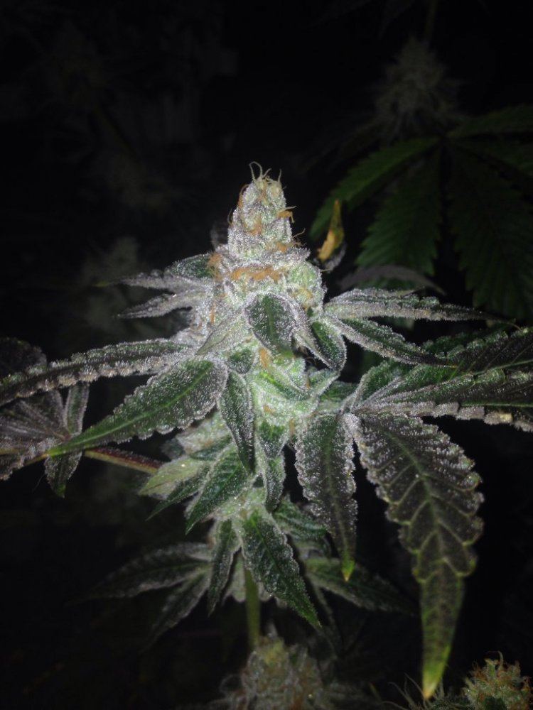 GSC512