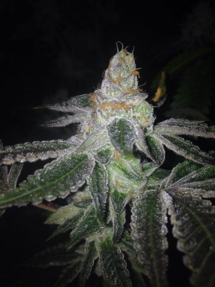 GSC513