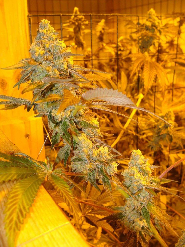 Gsc51