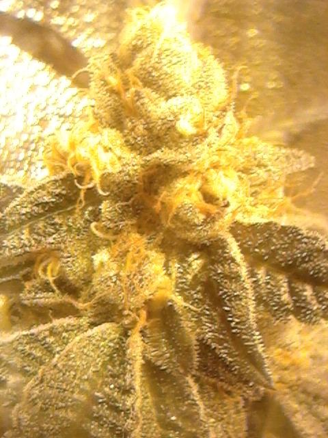 Gsc51