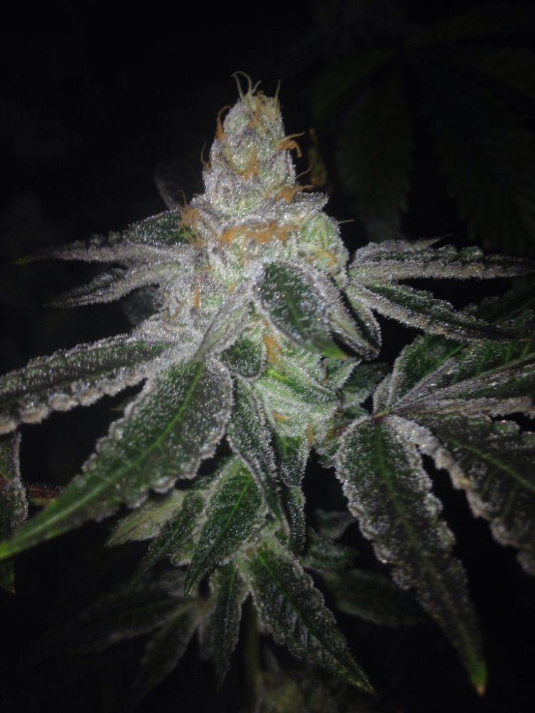 GSC51