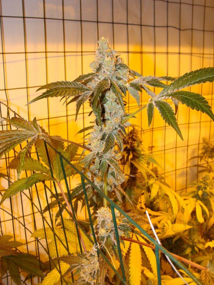 Gsc51ii