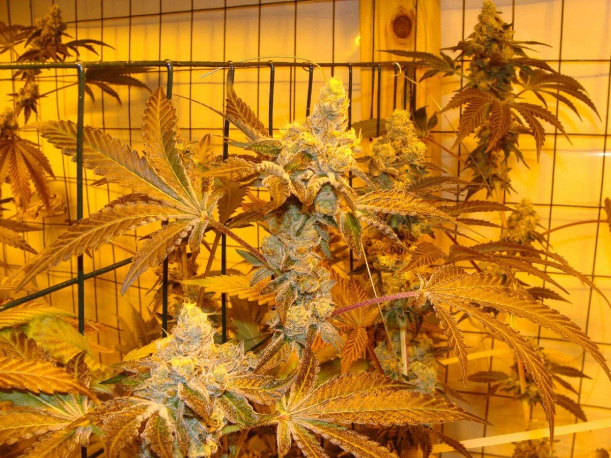 Gsc51iii