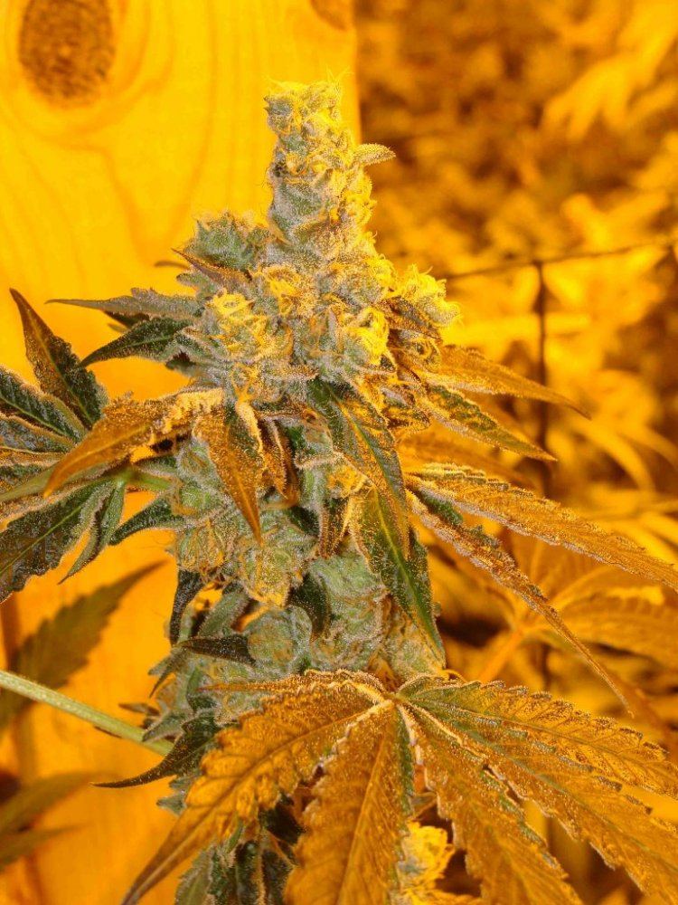 Gsc51iv
