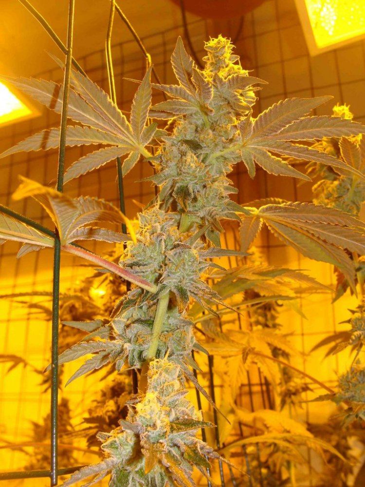 Gsc51v