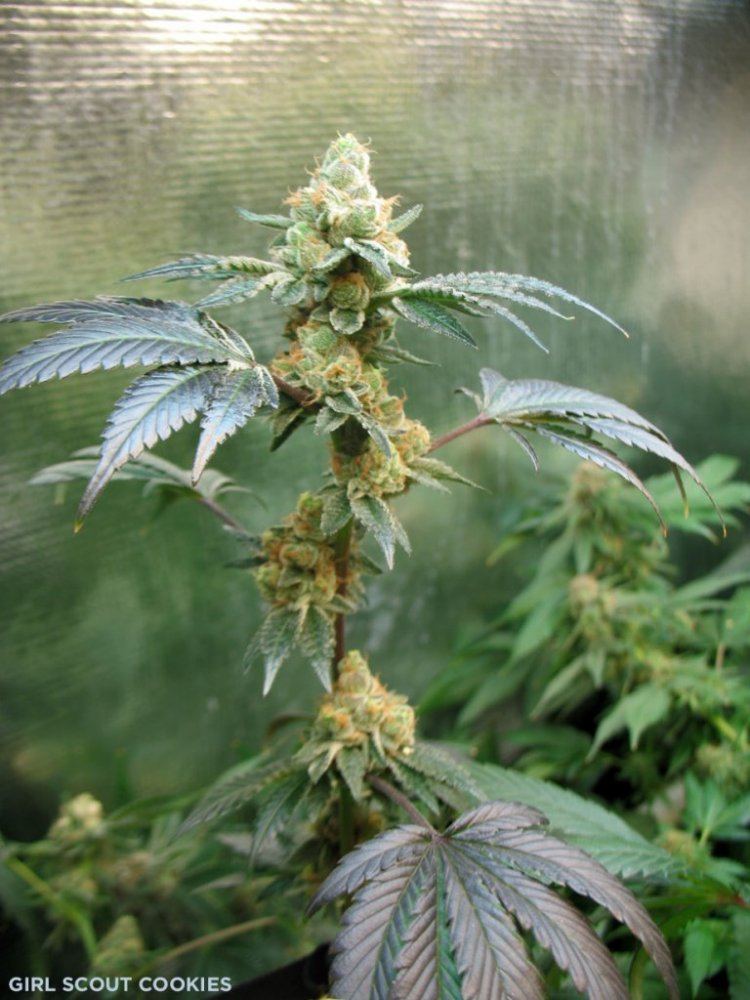 Gsc6