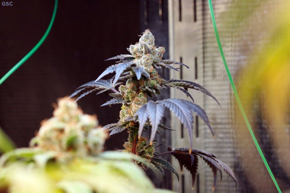 GSC6