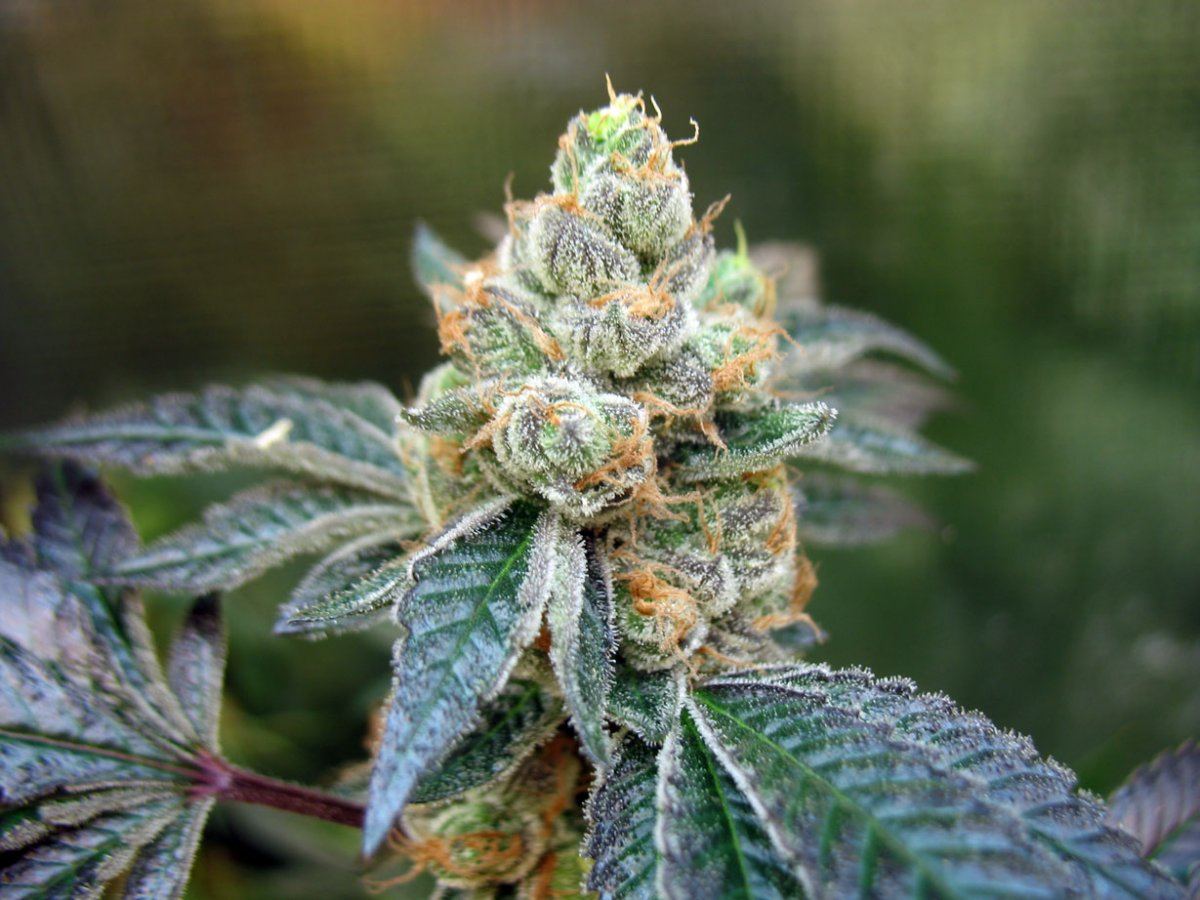 Gsc7