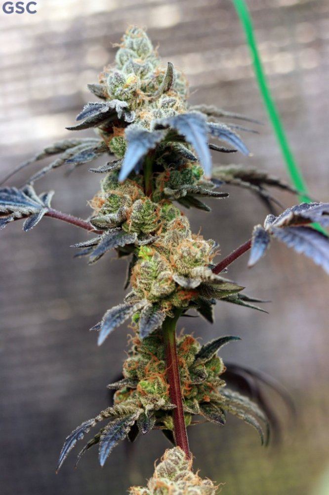 GSC7