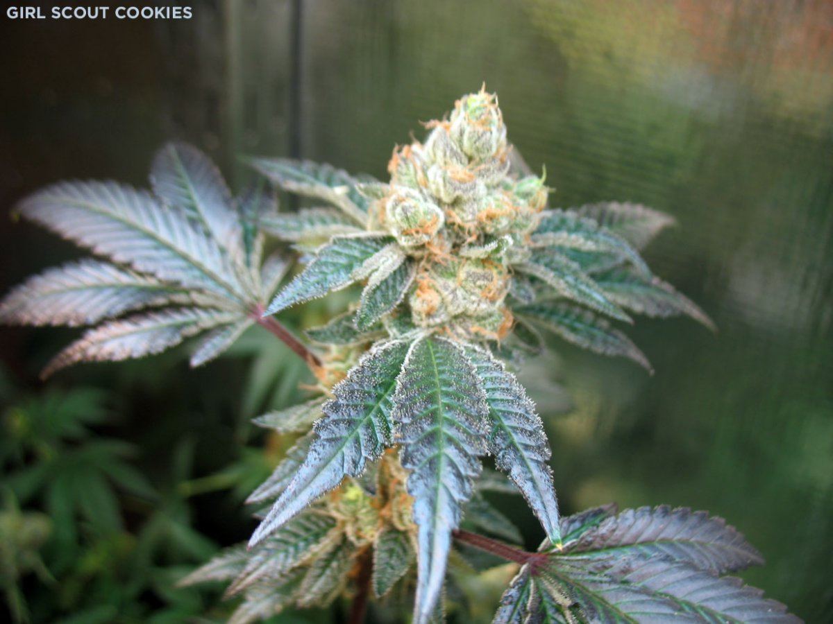 Gsc8