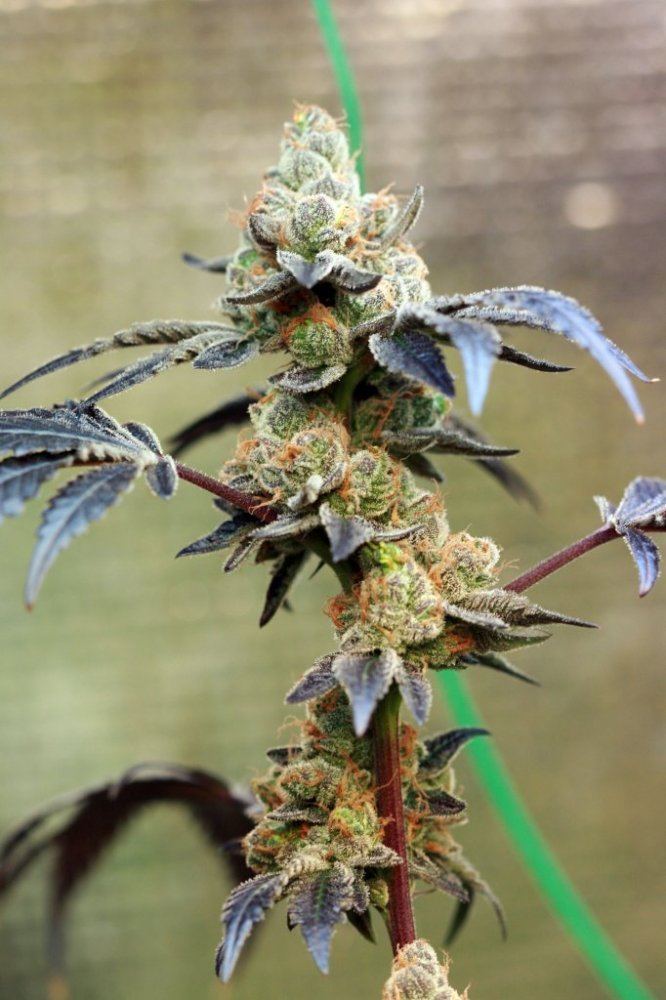 GSC8