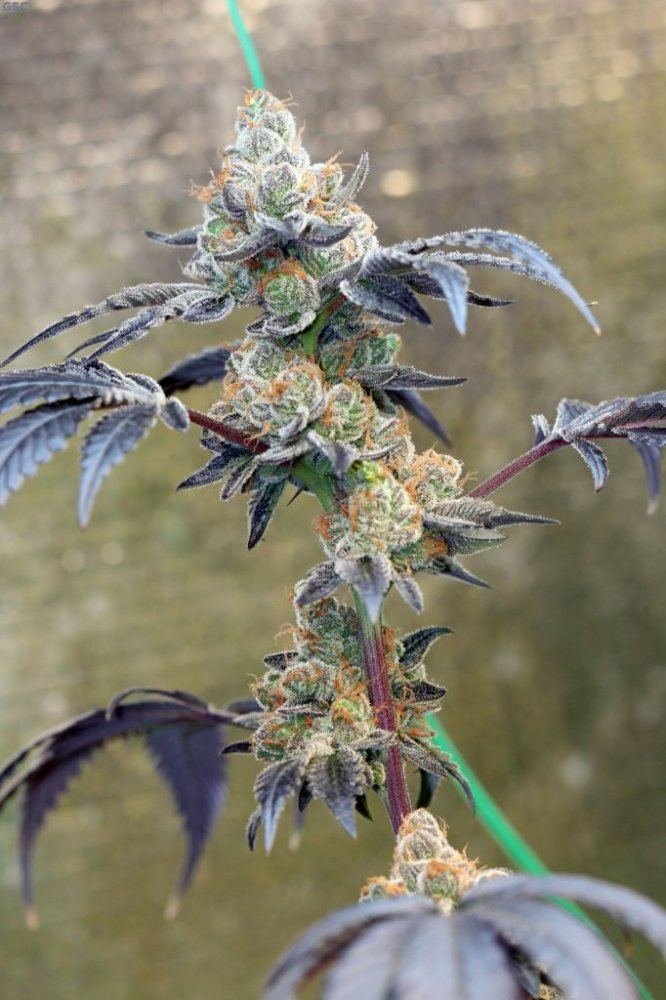 GSC9