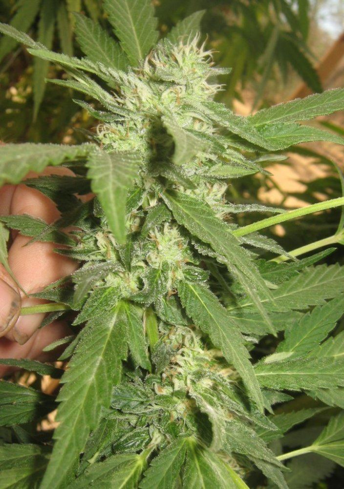 GSC912
