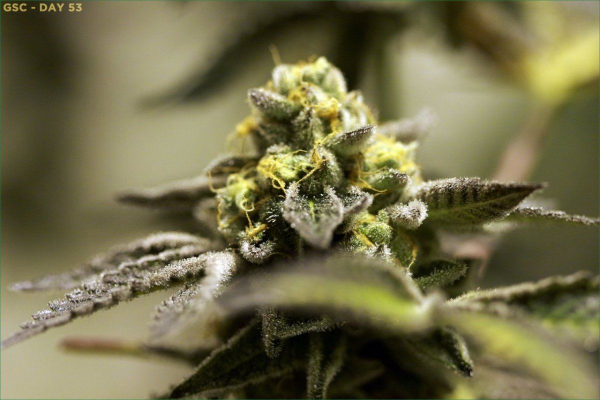 GSC 1