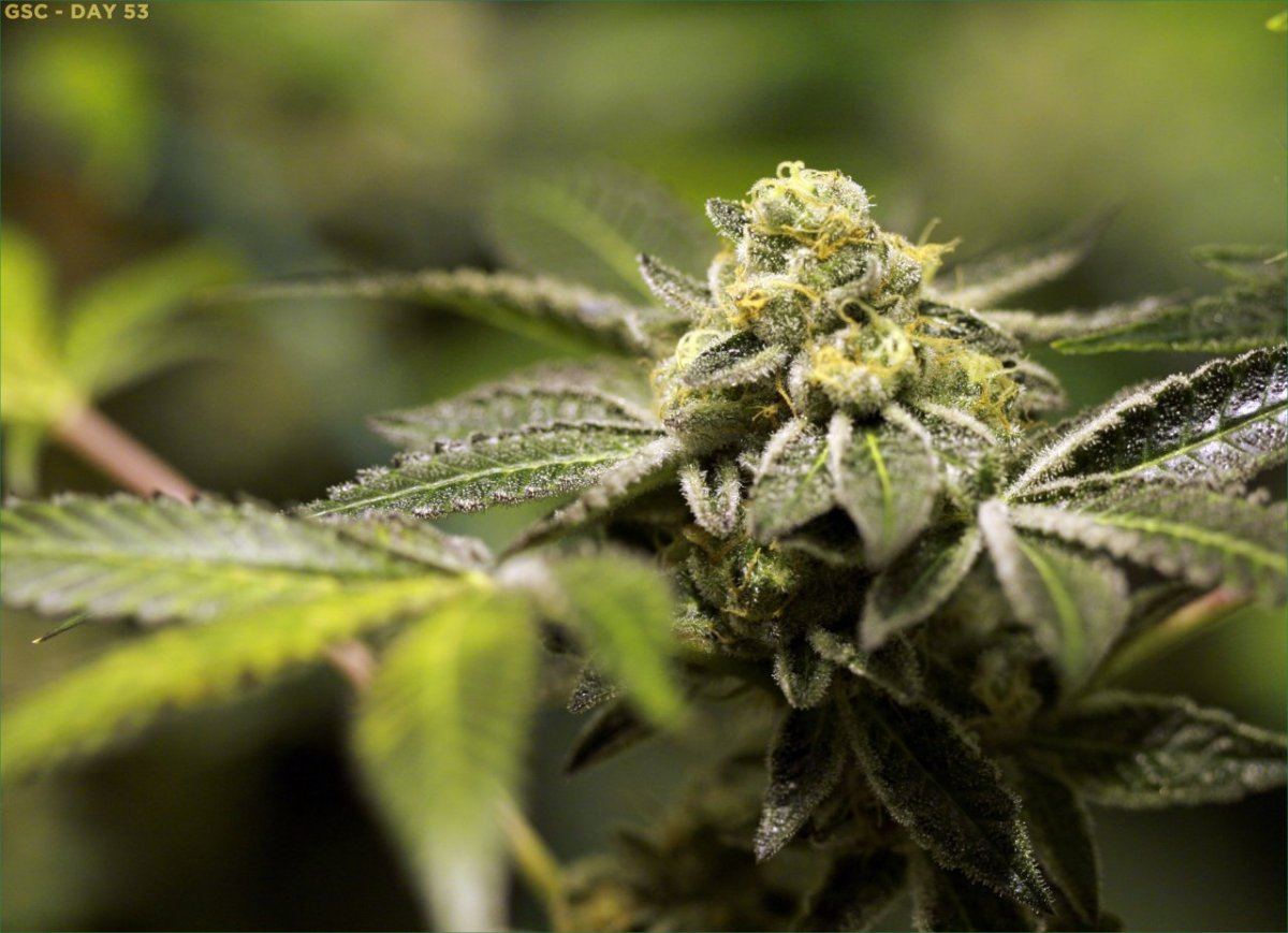 GSC 2