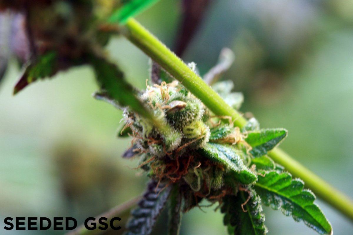 GSC BEAN