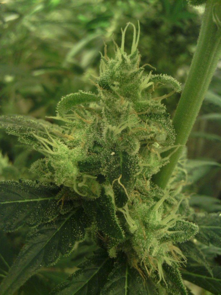 Gscbcbd56pic2