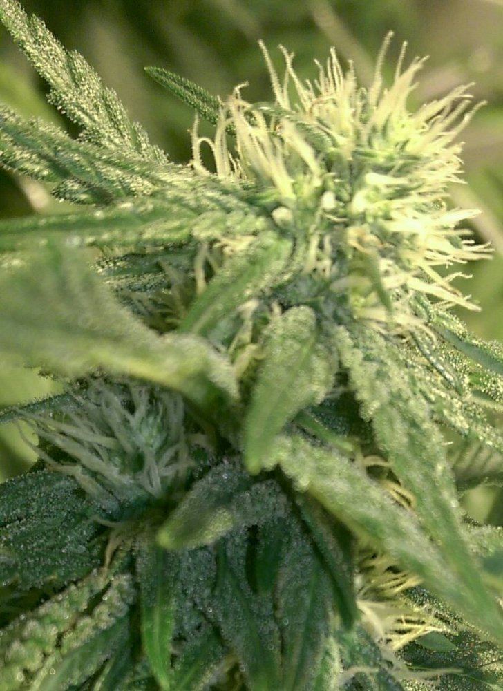 GSCbxat24days