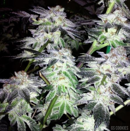 Gscflowers
