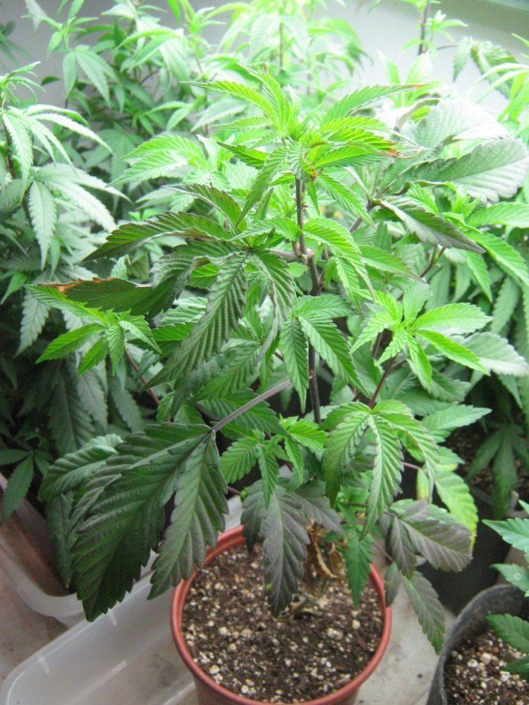 GSCLeaf