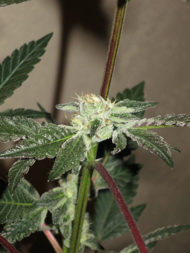 GSCNUGLET sf