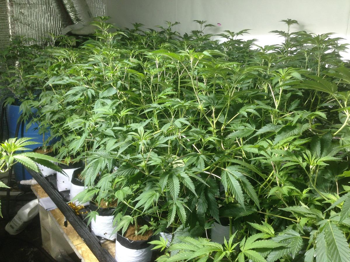 GSCveg