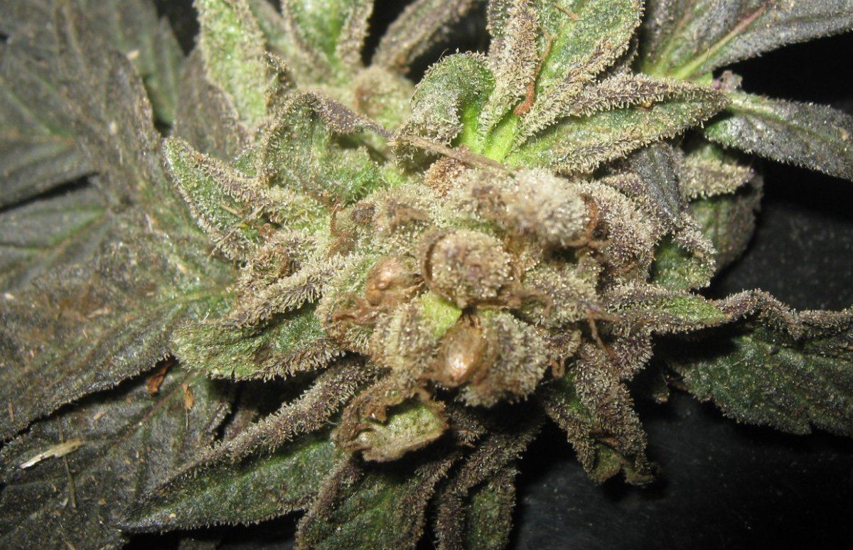 Gscxewok515