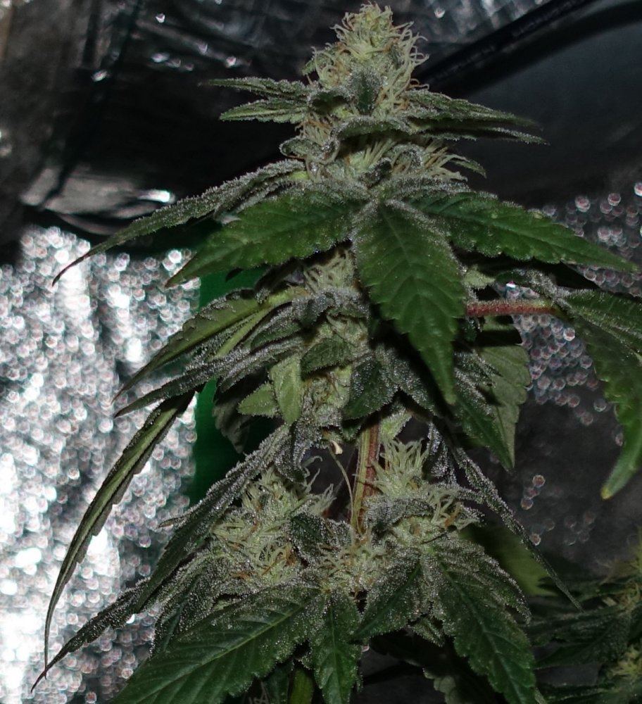 Gsd 2   Copy
