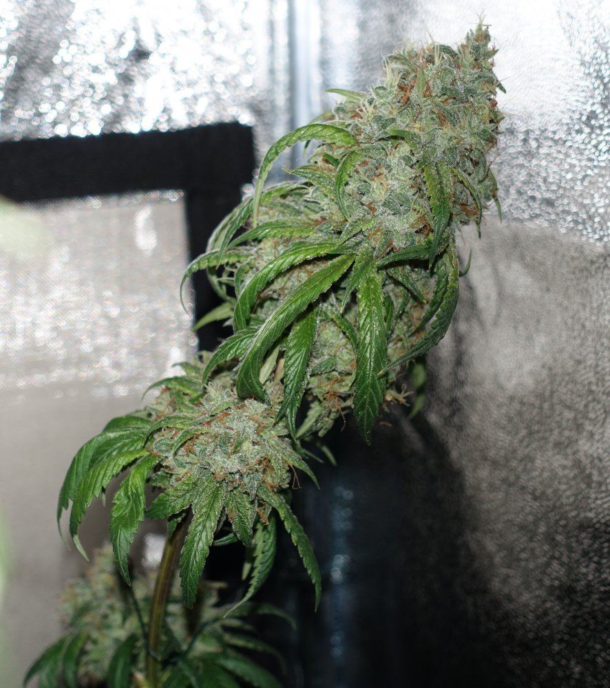 Gsd2   Copy