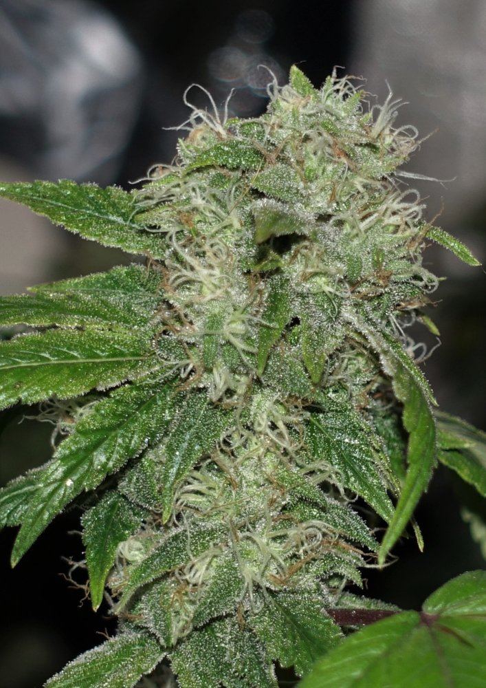 Gsd3 4   Copy