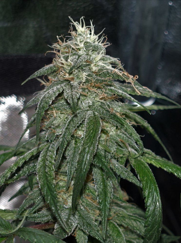 Gsdd 2   Copy