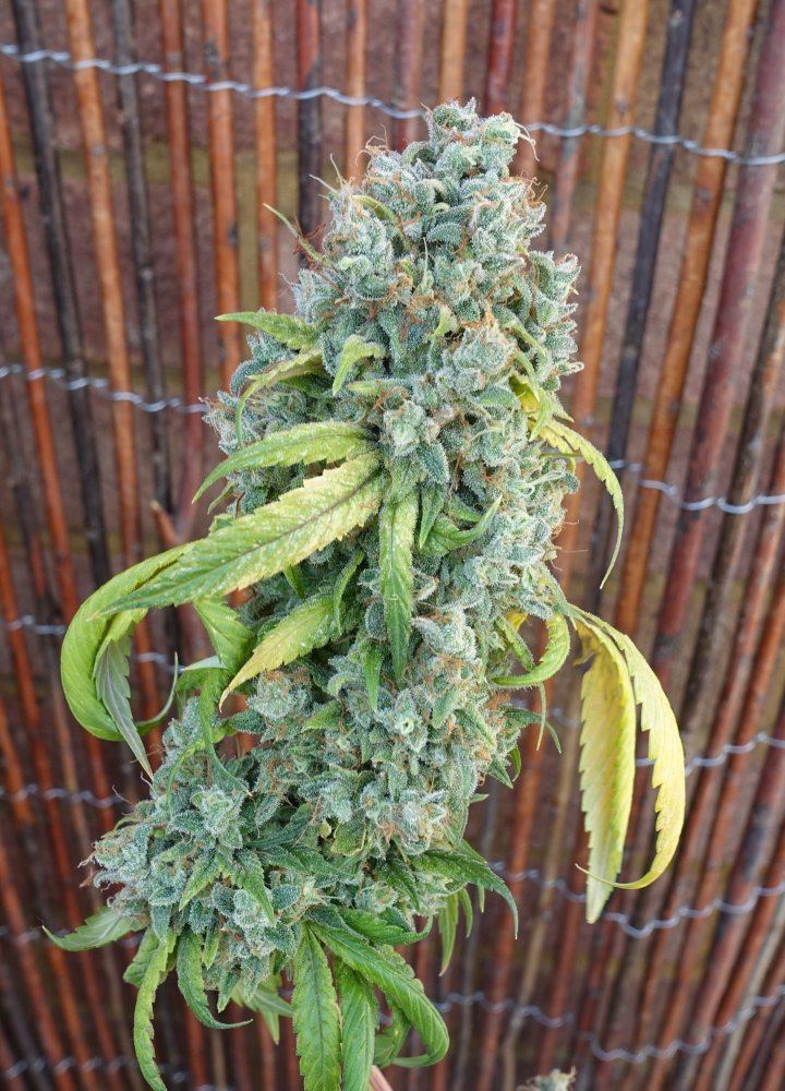Gsdd3   Copy