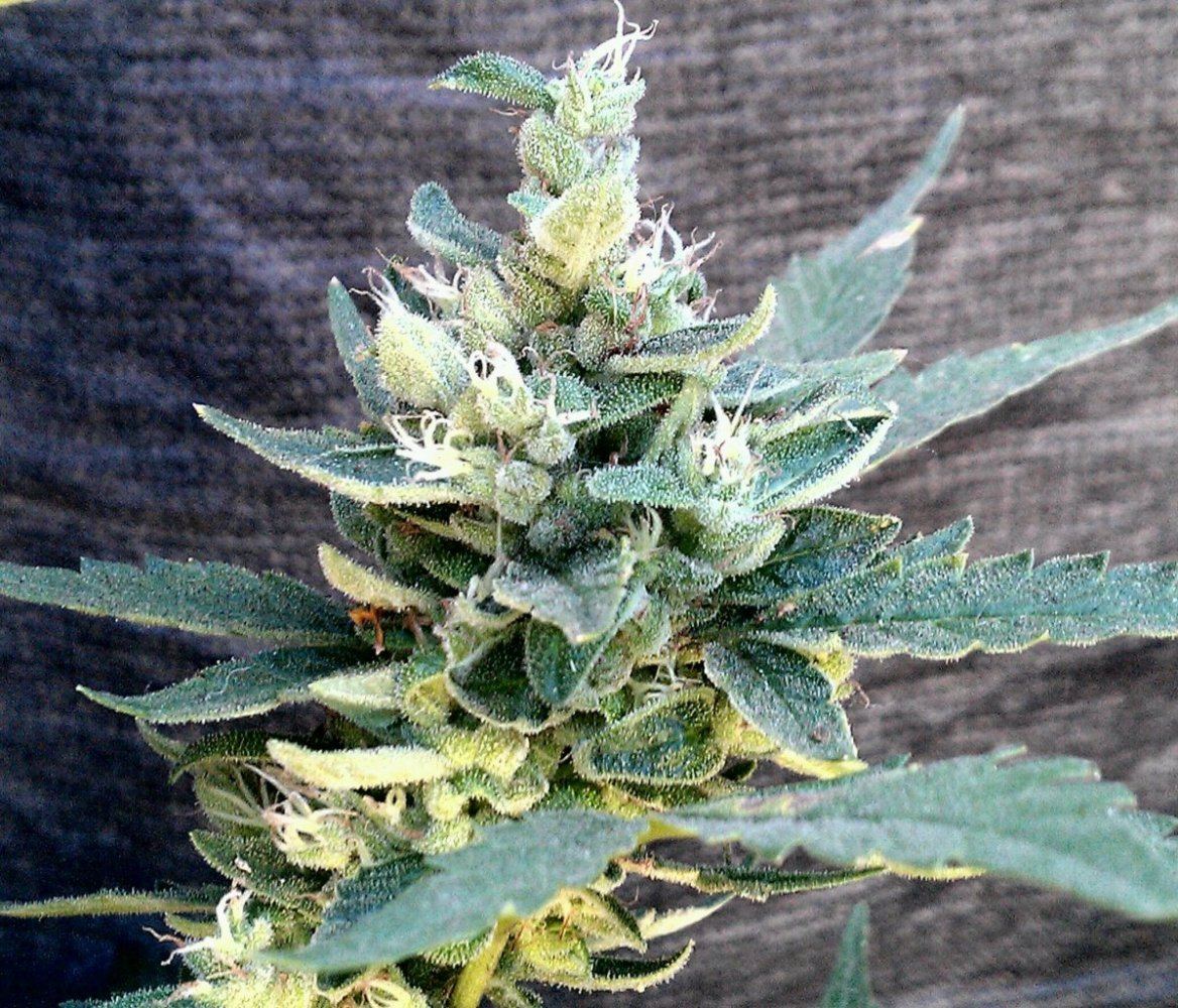 GSHC nug 58 days