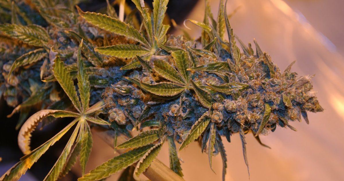 GSKUNK FLOWER 1 10 14 2