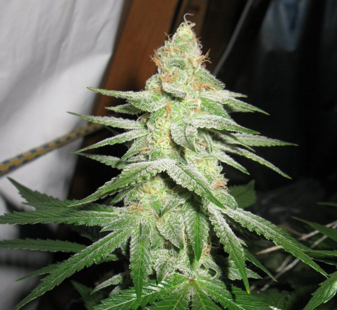 Gsog 025