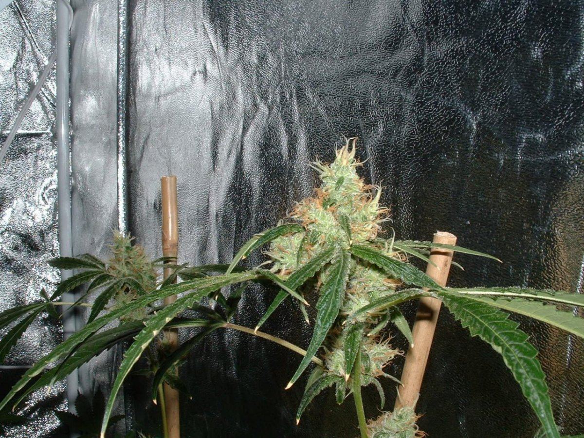 Gsog1