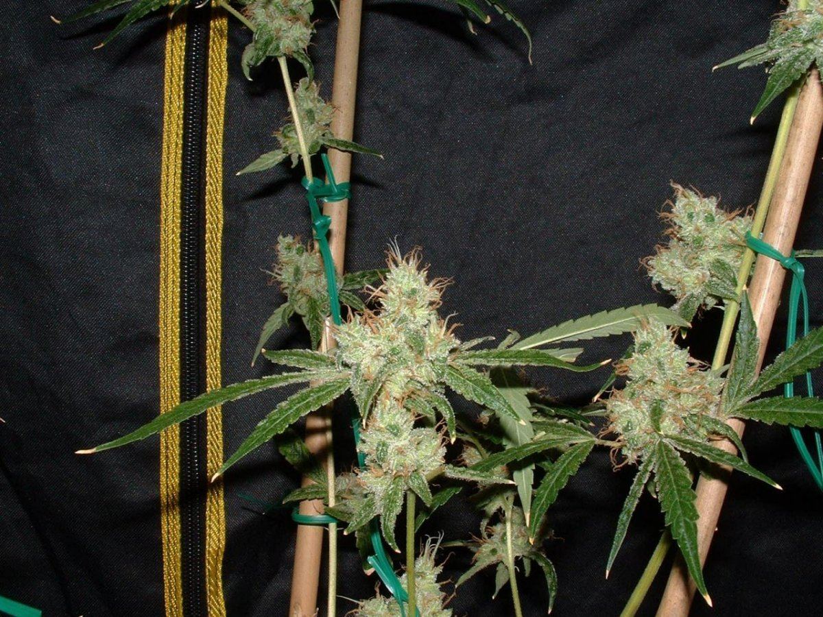 Gsog2
