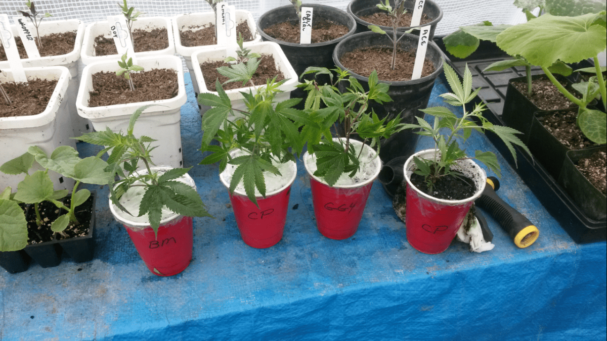 Gtclones61117
