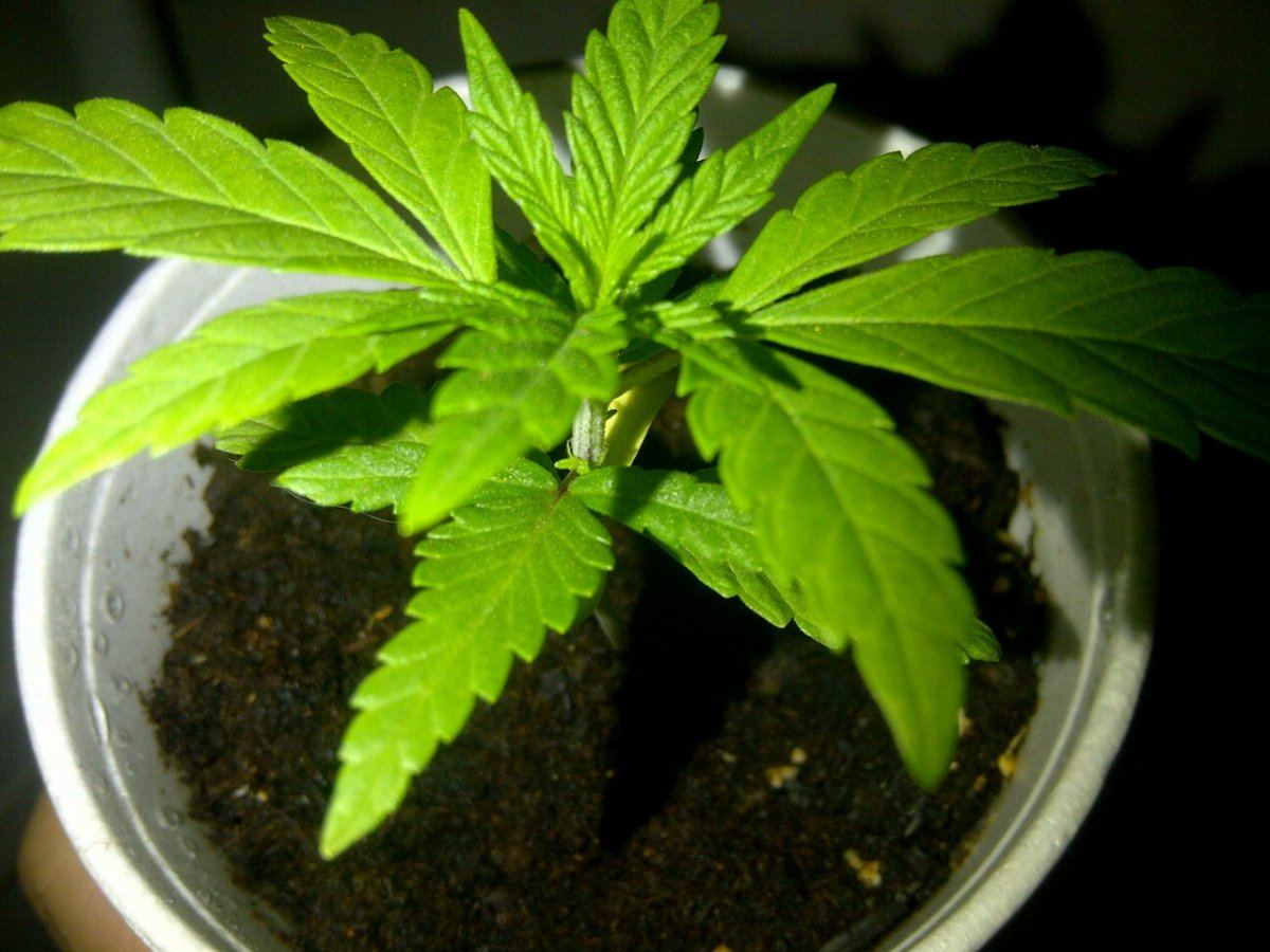 Gth 1