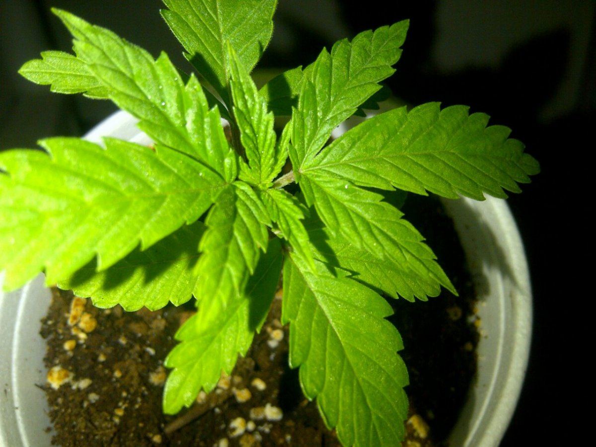 Gth 2