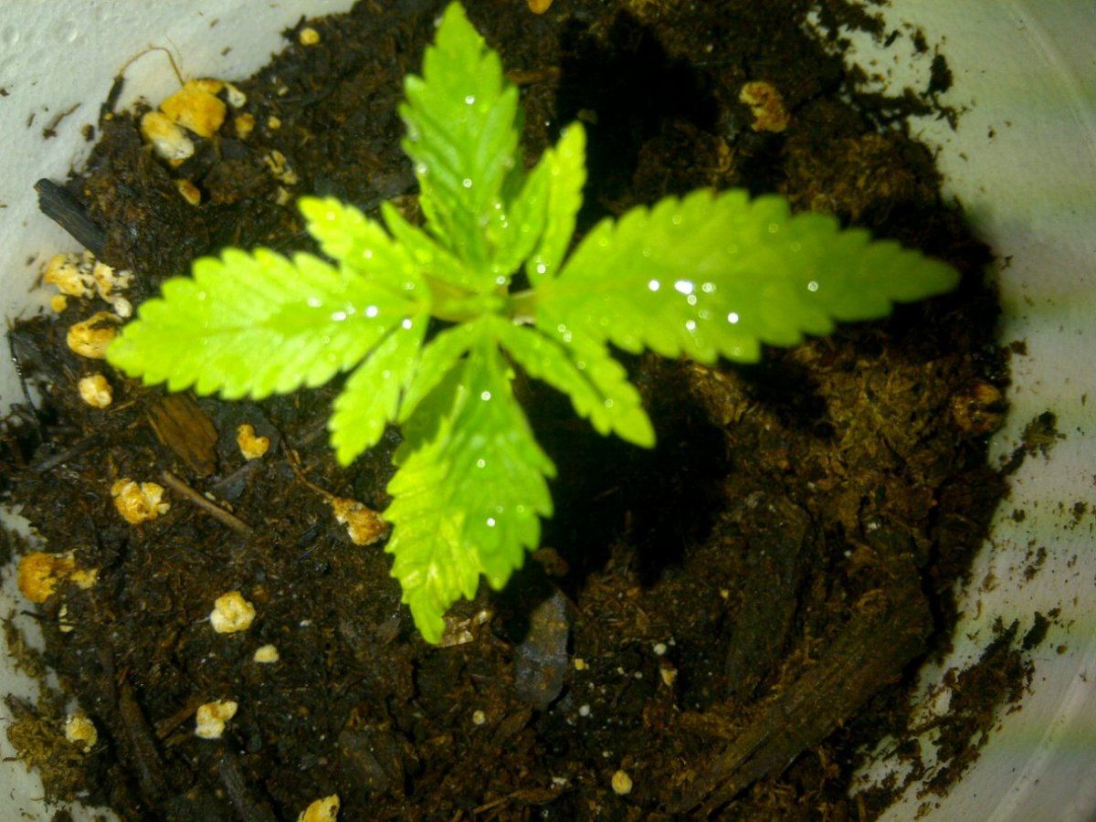 Gth 3