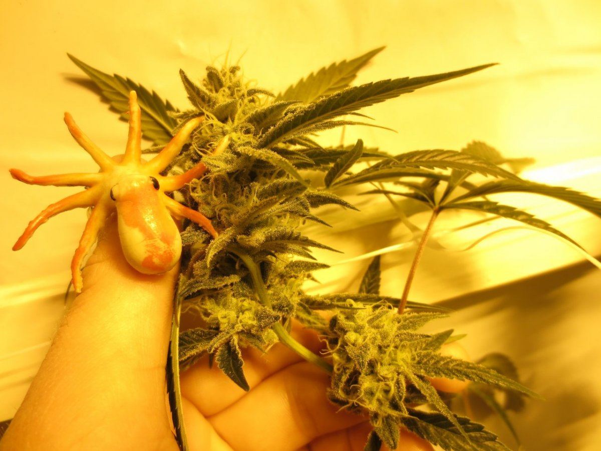 GTH A HPS 2