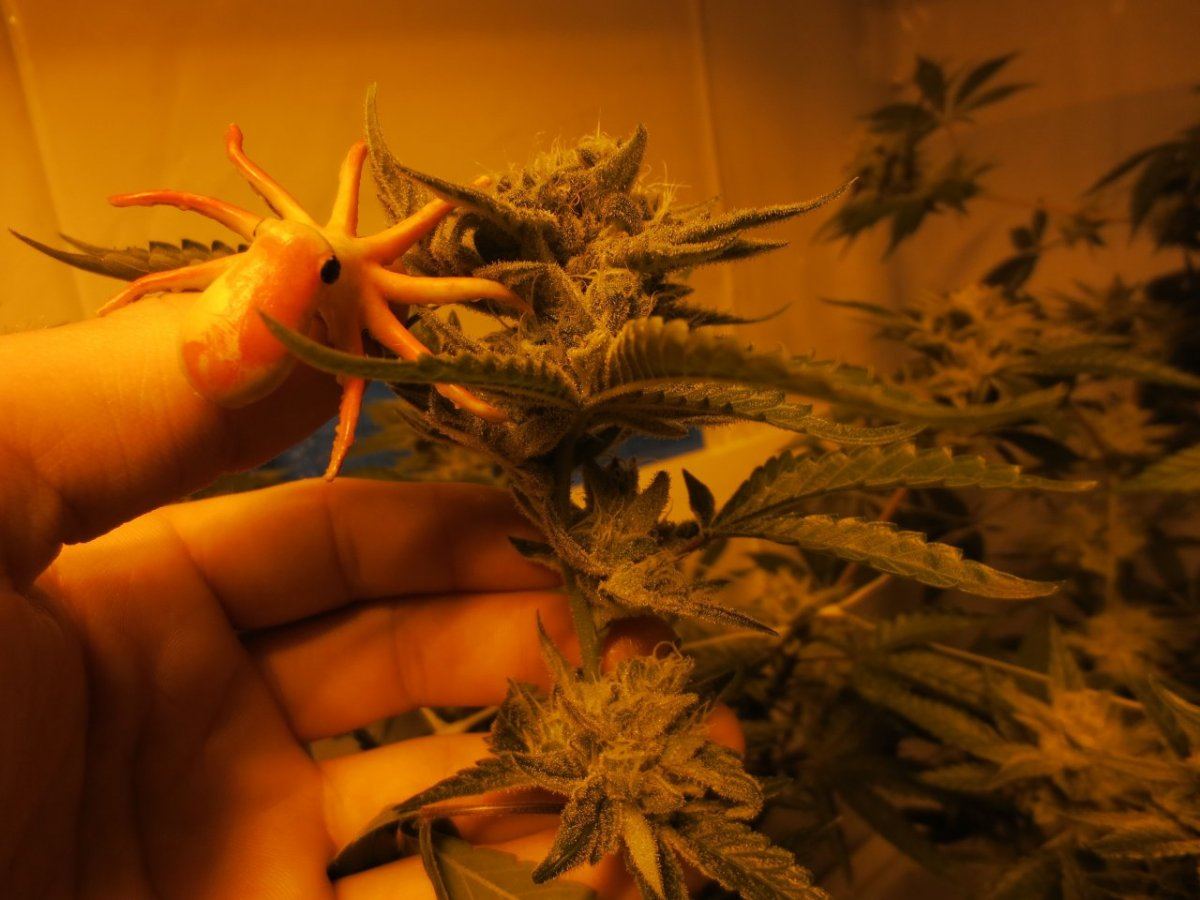 GTH C HPS