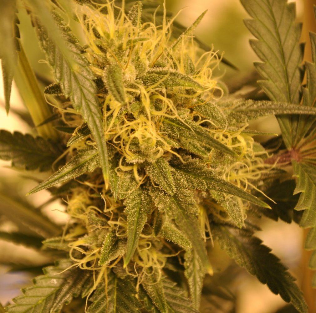 GTH FLOWER 10 24 13 1