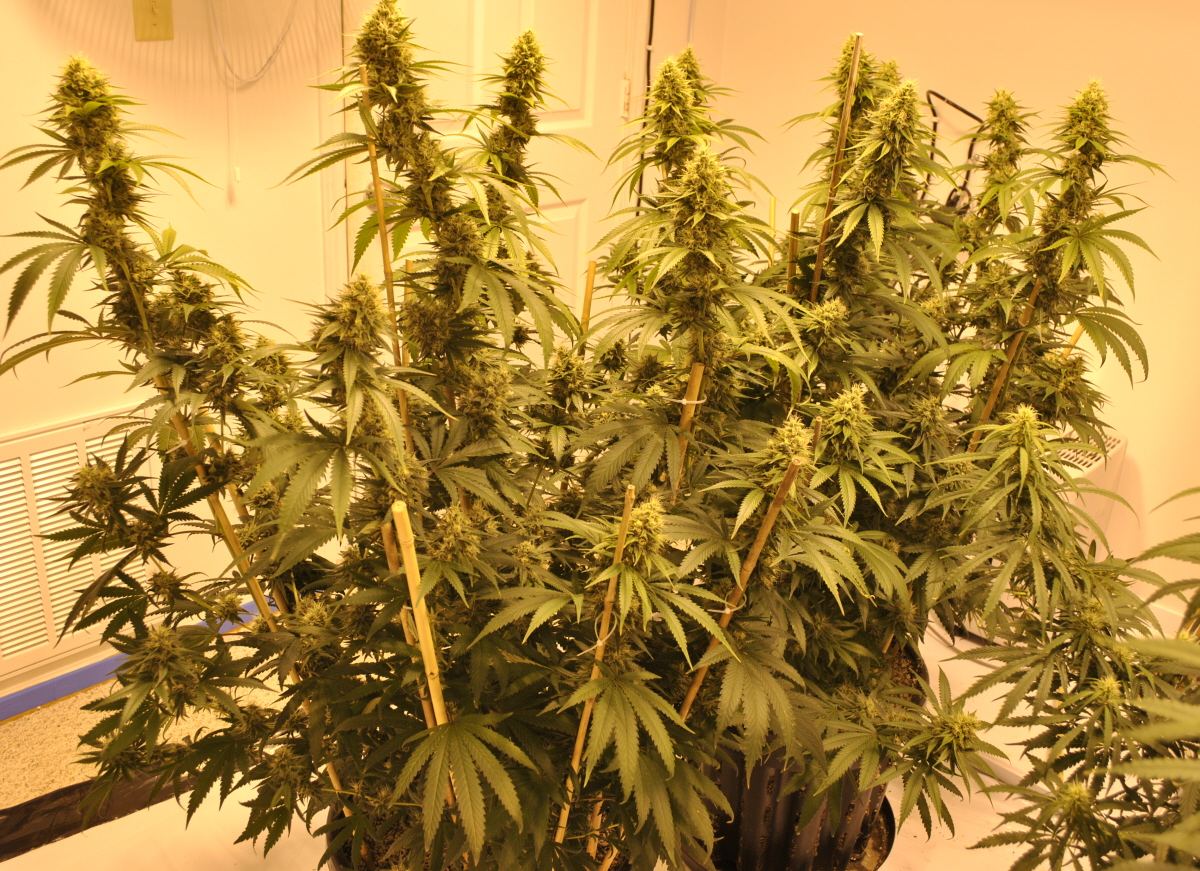 GTH FLOWER 10 24 13 2